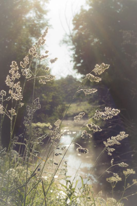 трава, солнце, лето, восход На восходеphoto preview