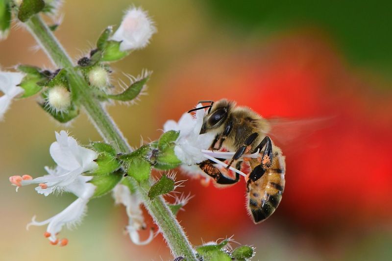 abelha, denis moura, mogi das cruzes, brasil, bee Save the beesphoto preview
