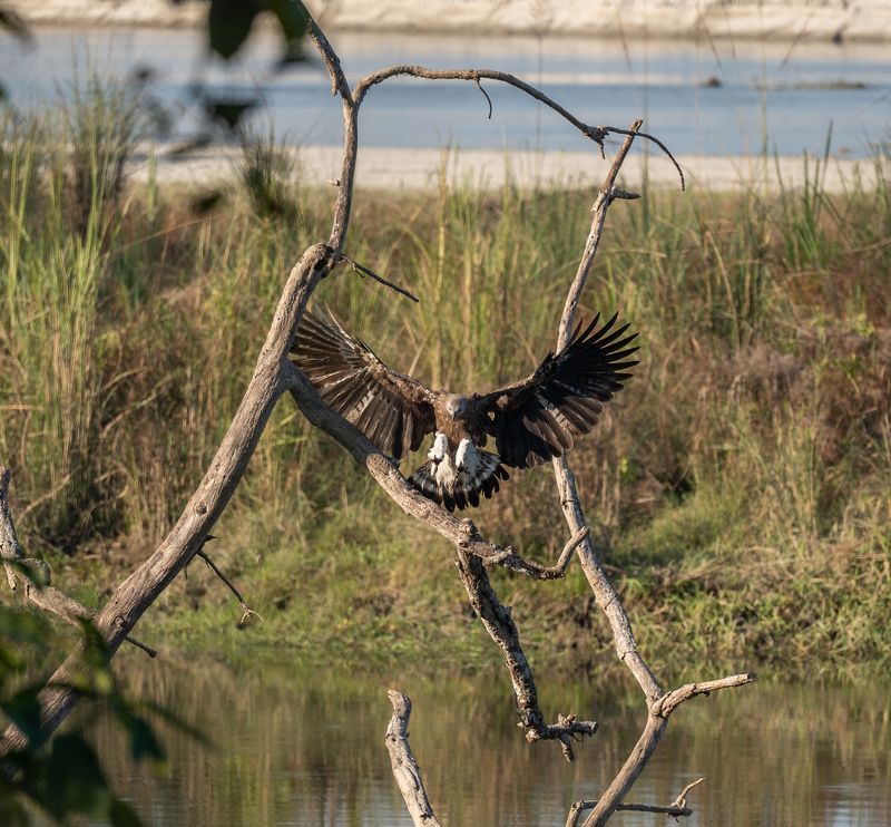 eagle, jungle, nepal, chitwan Grey-headed fish eaglephoto preview