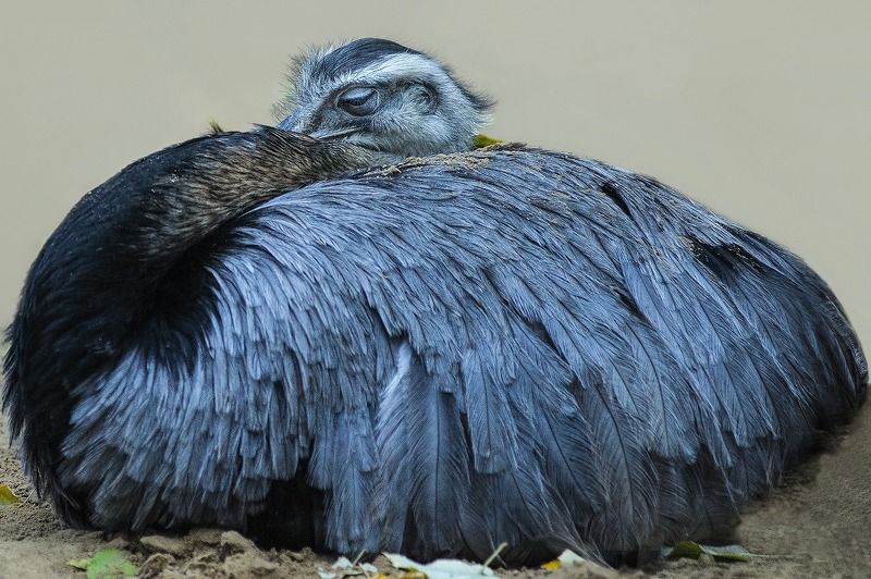 Bestiaryphoto preview