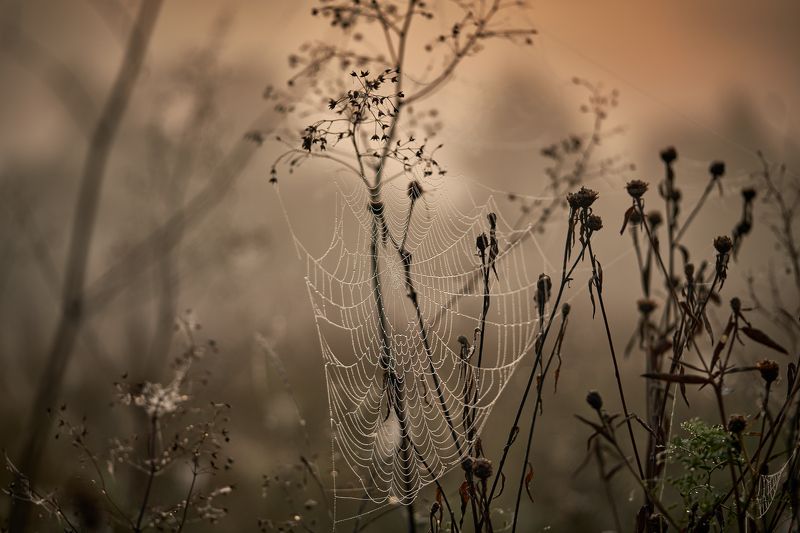 туман, рассвет, утро, роса, паутина, природа, осень Вышивая сентябрьphoto preview