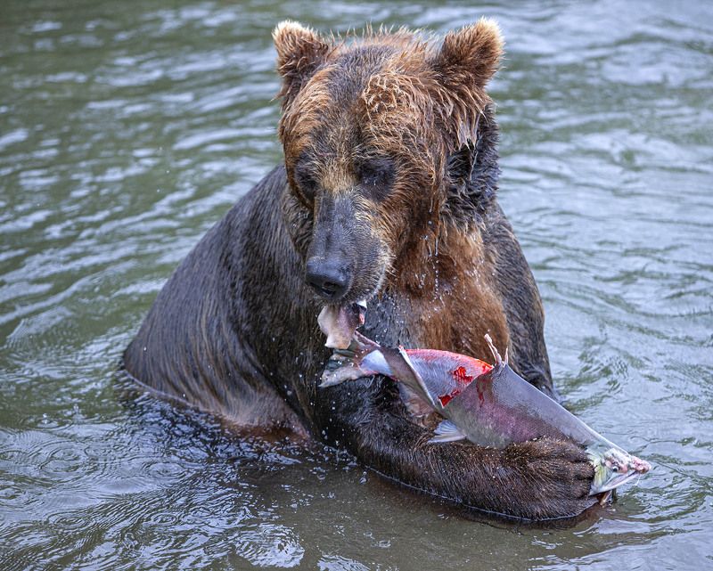 День год кормитphoto preview