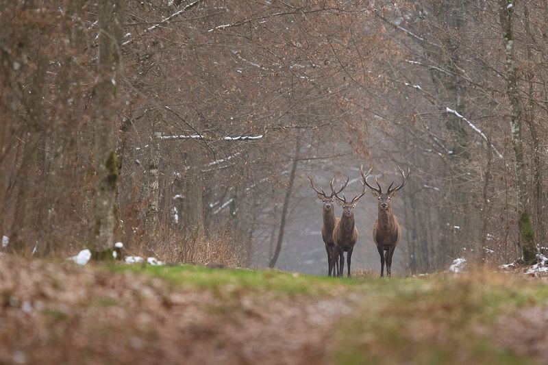 ssaki,las,przyroda,fauna,flora,natura,puszczabiałowieska,podlasie Trzej Królowie photo preview