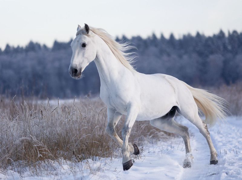Белоснежный вихрь зимы