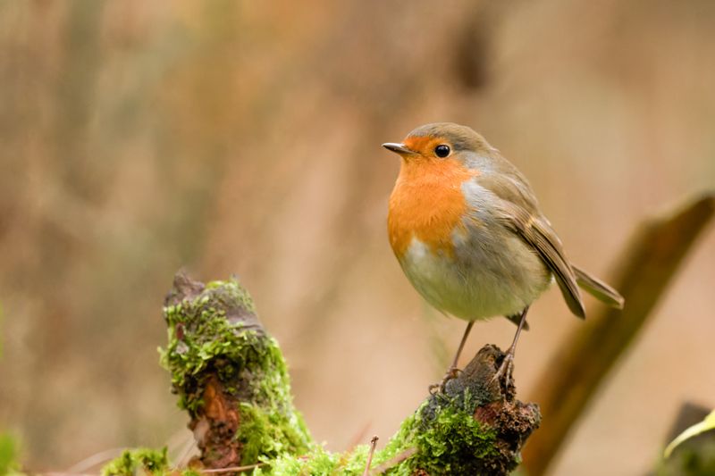 Robin bird nature netherlands canon sigma  Robinphoto preview