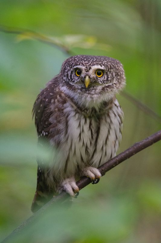Воробьиный сыч, Glaucidium passerinum Воробьиный сыч (Glaucidium passerinum).photo preview