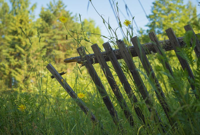 забор, лето, солнце, трава Старый заборphoto preview