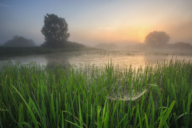 2022, россия, калужская область, лето, утро, озеро, туман, паутина, трава, деревья, солнце, вода, отражение ***photo preview