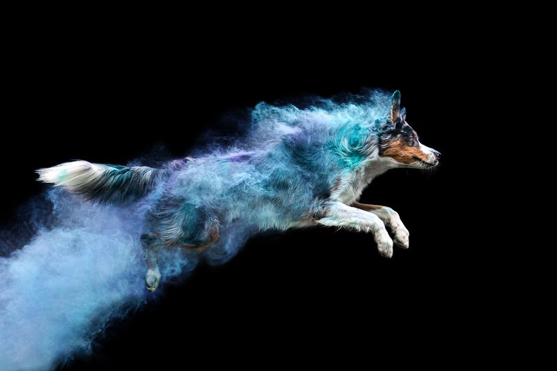 фотосессия собака краски холи бордер колли Вперед!photo preview