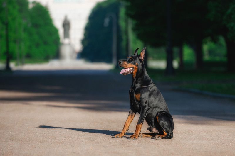 доберман собака  photo preview