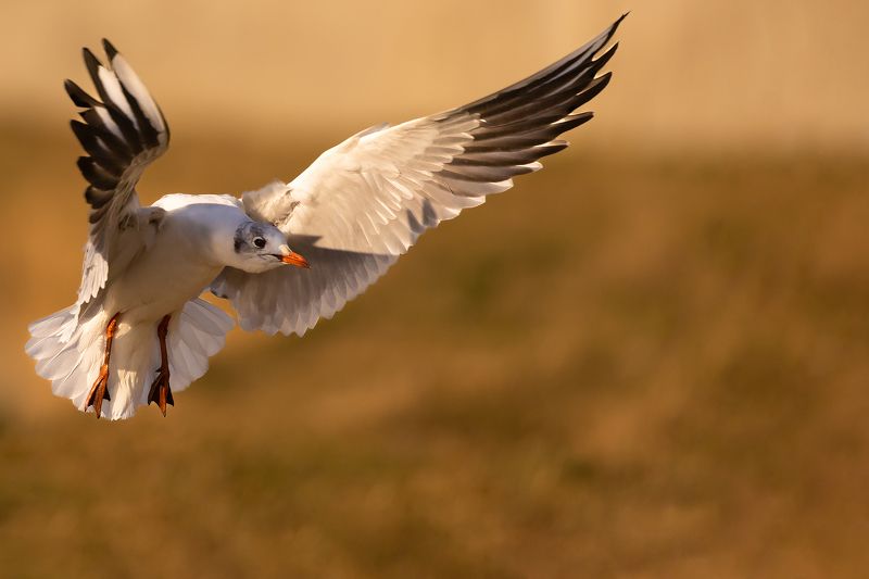 Gull фото превью