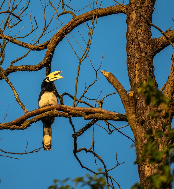 hornbill, bird, птица, непал, nepal, читван, chitwan, джунгли, jungle Oriented Pied Hornbillphoto preview