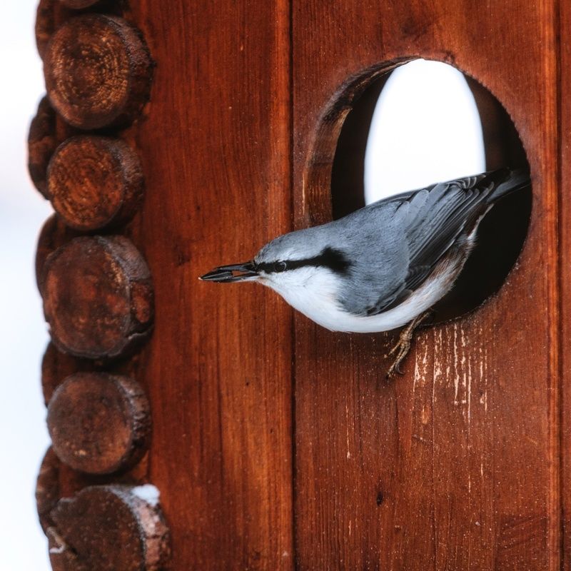 птицы, поползень Поползеньphoto preview