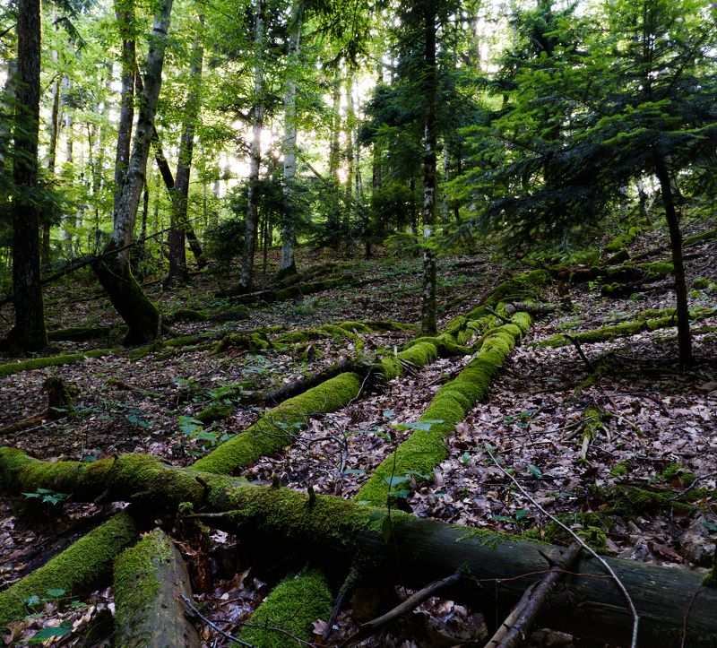 пейзаж, лес, мох, пихты В лесуphoto preview