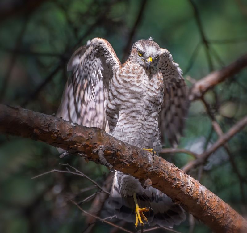 хищник, ястреб, лес, крылья, взгляд, почти орёл )photo preview