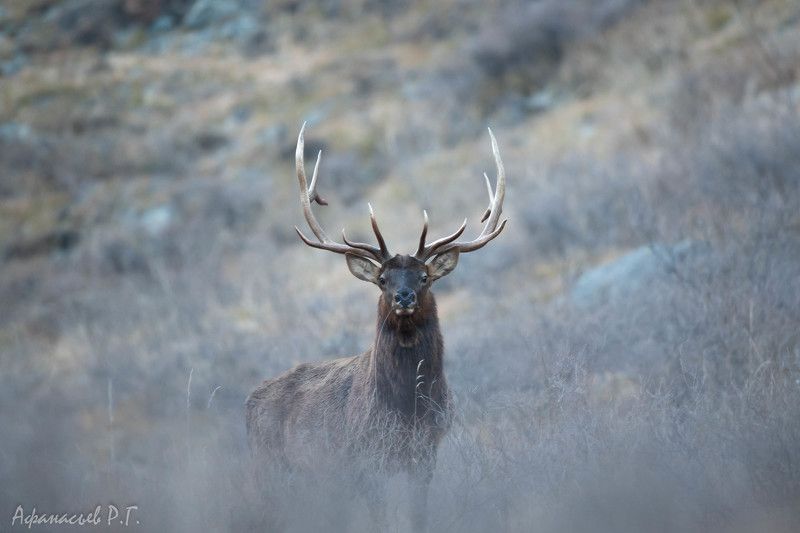 марал, животные, олень Марал в дымкеphoto preview