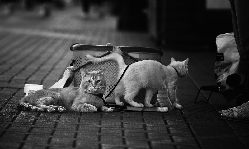 чб фото, уличное фото, кошки, арбат На Арбатеphoto preview