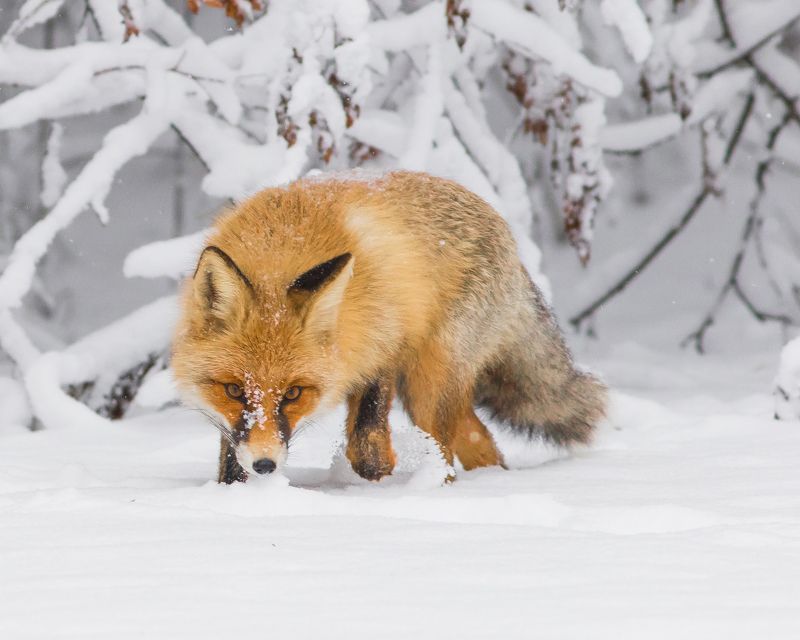 лисица Рыжая охотницаphoto preview