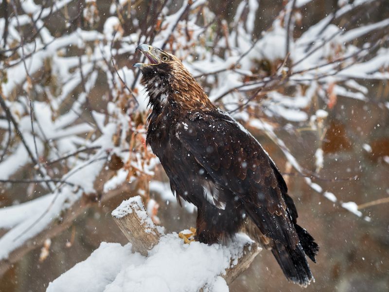 Орел могильник (императорский орел, солнечный орел)photo preview