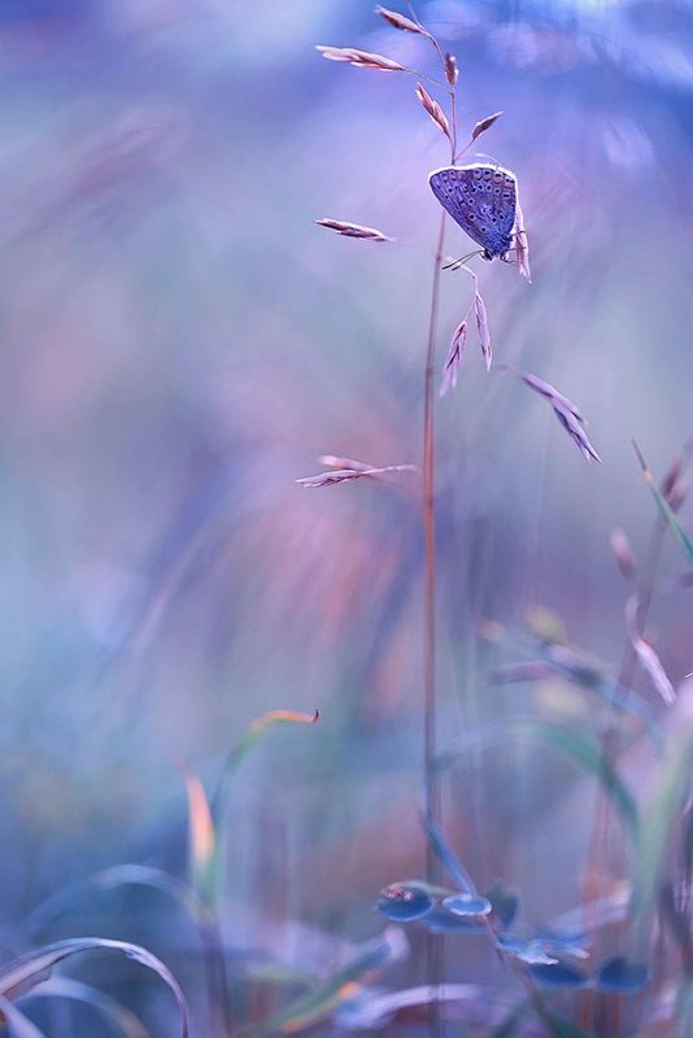 макро, макросъемка, лето, насекомые, бабочка, голубянка, лето, боке, Sokolova Tatiana