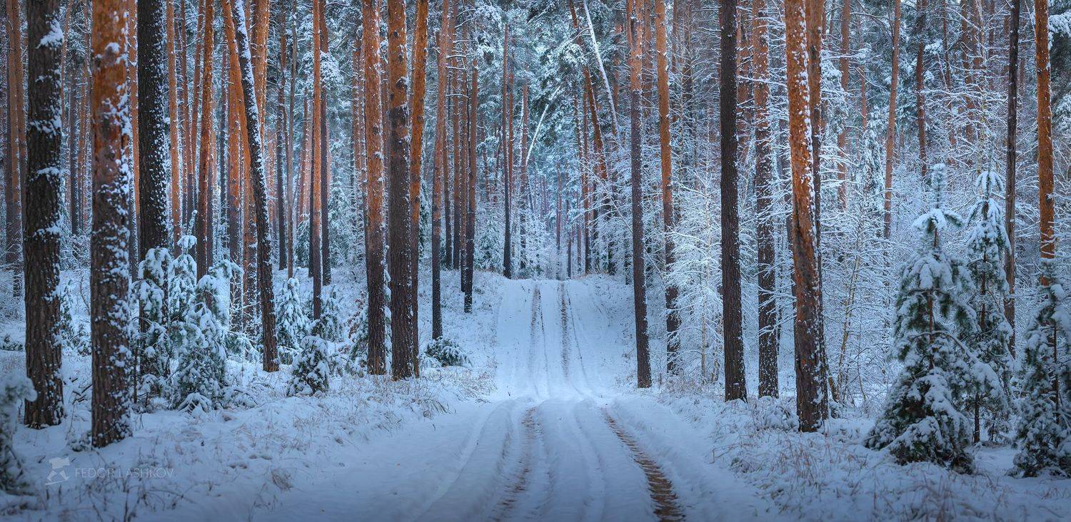 Декабрьский лес. Автор: Лашков Фёдор белгородская область, белогорье, зима, зима22, зимнее, первый снег, снежное, лес, лесное, сосны, сосна, дорога, в лесу, ствол, деревья, сосновый бор,, Лашков Фёдор
