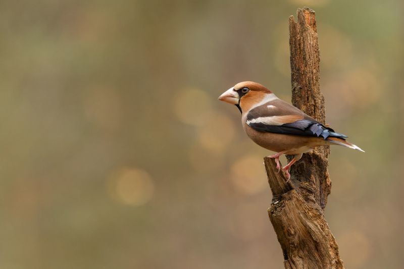 Hawfinch bird nature animal netherlands canon sigma Hawfinchphoto preview