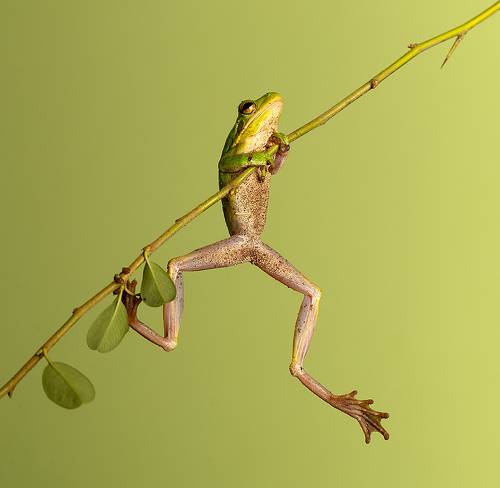 Квакша. Frog. Hylidae - Зеленая североамериканская Квакша