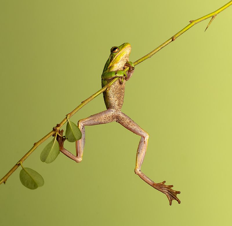 макро, квакша, лягушка, frog,  macro, земноводные Квакша. Frog. Hylidae - Зеленая североамериканская Квакшаphoto preview