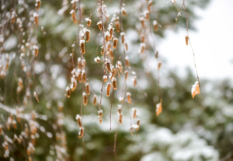 конец ноябряphoto preview