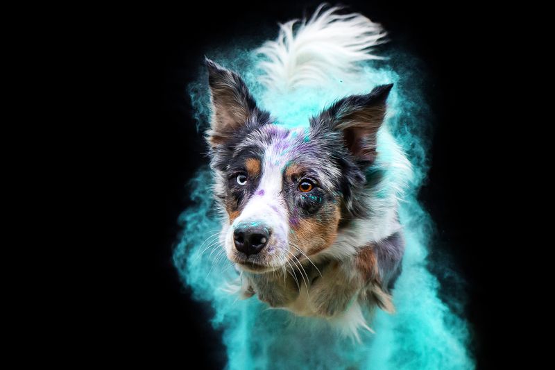 фотосессия собака краски холи бордер колли Стартуемphoto preview