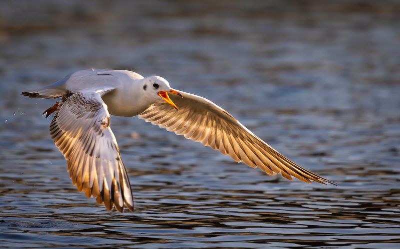 Gull фото превью