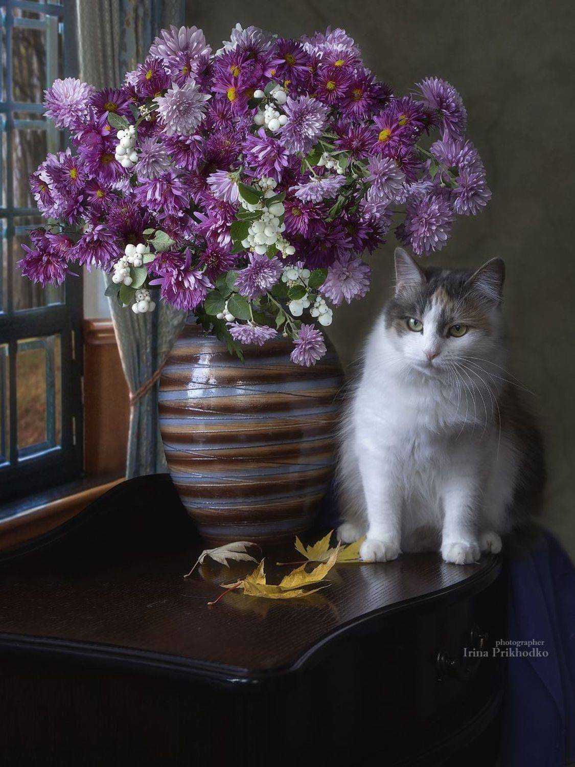 натюрморт, постановочное фото, кошки, домашние животные, букеты, цветы, хризантемы, осень, Приходько Ирина