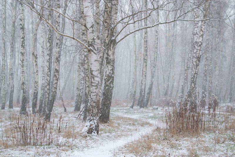 природа, зима, пейзаж, лес Зима. Началоphoto preview