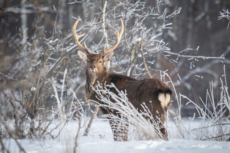 В сильный мороз...photo preview
