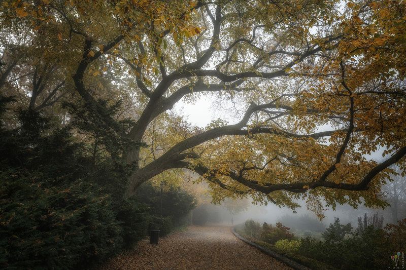 new york, October Fog in Fort Tryon Parkphoto preview
