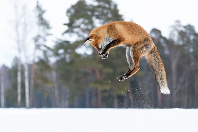 лиса в невесомостиphoto preview