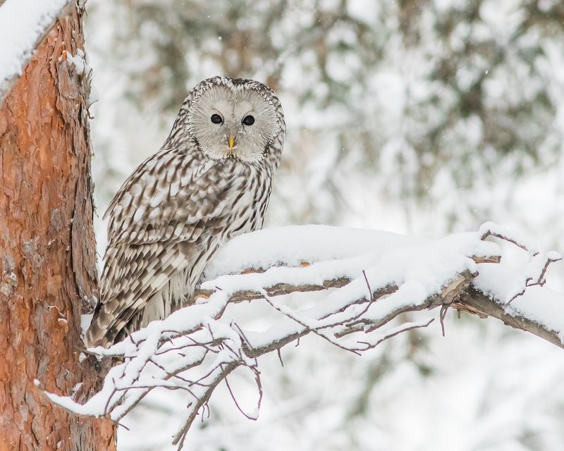 длиннохвостая неясыть Длиннохвостая (Уральская) неясытьphoto preview
