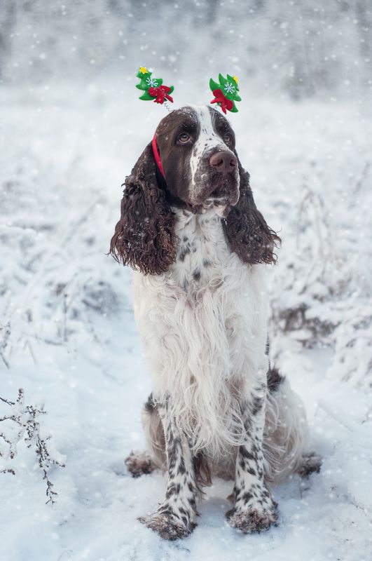 Амурphoto preview