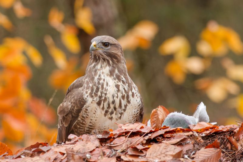 Buzzard bird nature Netherlands Canon wildlife Buzzardphoto preview