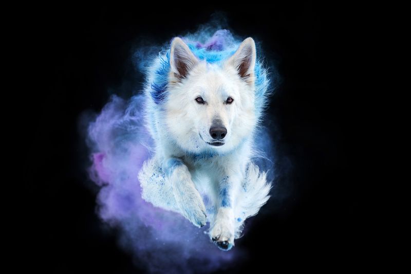 фотосессия собака краски холи БШО швейцарская овчарка  Ледяной Джекphoto preview