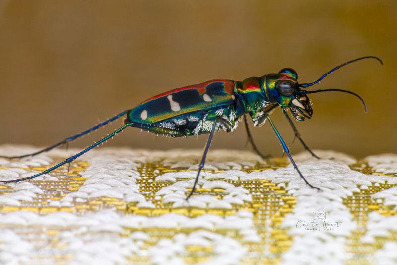 Japanese tiger beetle, macro, small, animal, insect, beauty, nature, natural, fast, color, Cicindela chinensis japonica Japanese tiger beetlephoto preview