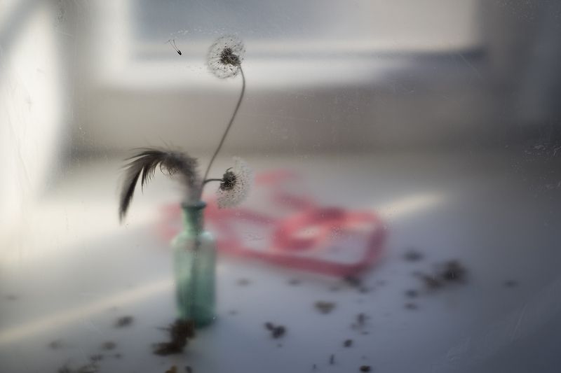 Одуванчик, натюрморт, воздушный цветок, нежность, луч света, пара Этюдphoto preview