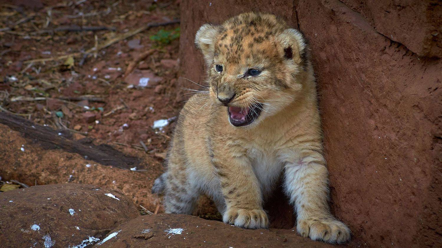 , Вячеслав Владимирович