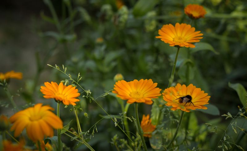 календула, пчела, лето Календулаphoto preview