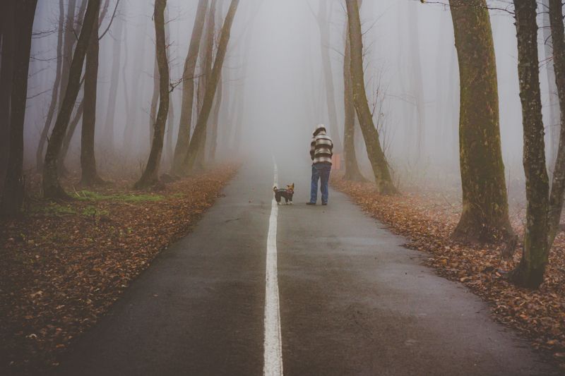 Туман, лес, стрит, человек, город По дороге в неизвестностьphoto preview