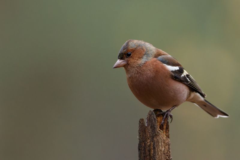 Finch bird nature canon sigma  Finchphoto preview