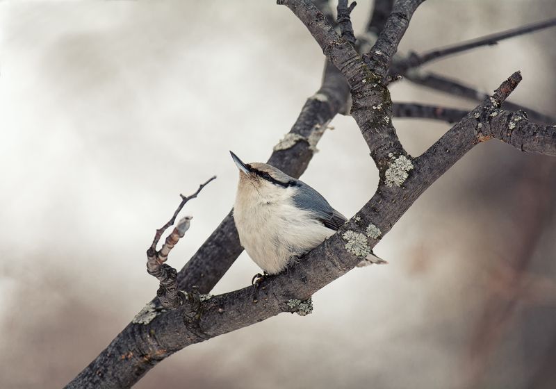 птица, поползень, мечтатель..photo preview