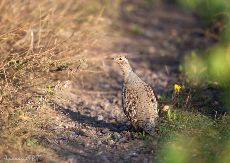бородатая куропатка, птицы Бородатая куропаткаphoto preview