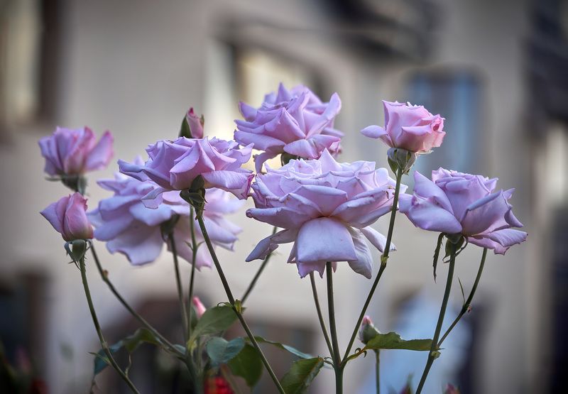 Немного лета в зимний день… Розы - Вlue Moon - Голубая Луна… Мой сад. Москваphoto preview