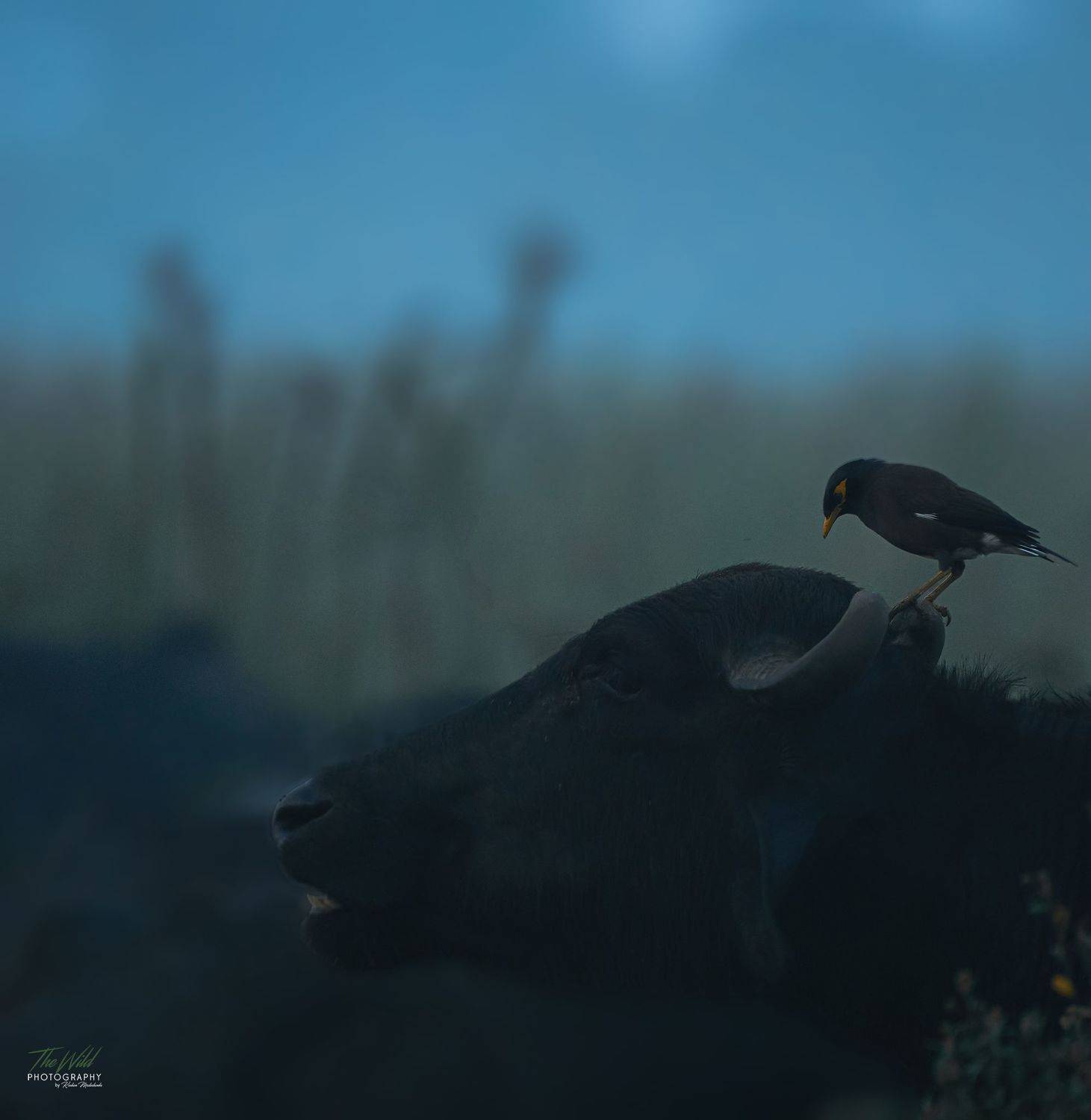 , Sonnadara Kushan Madushanka